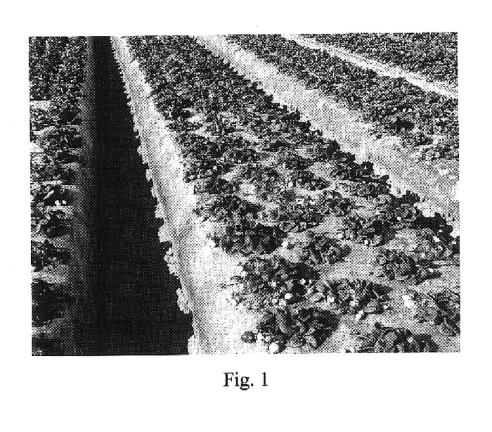 Figure 1 of US plant patent PP17864, the photograph of BG-959 printed in the patent.