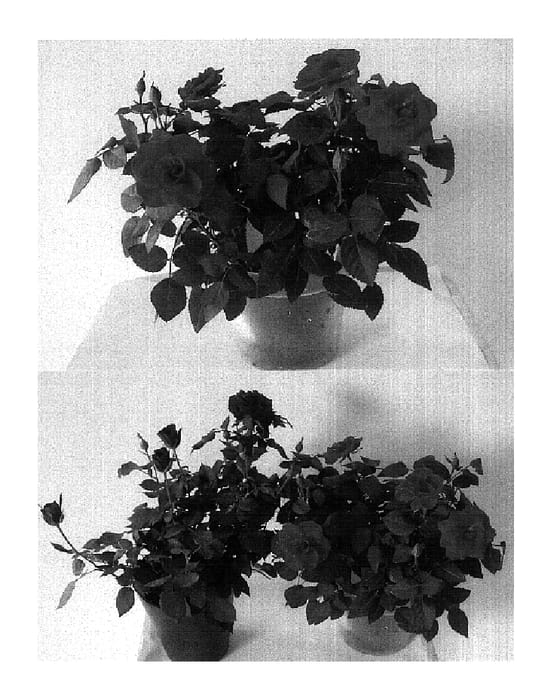 Figure 1 of US plant patent PP17865, the photograph of Evera 117 printed in the patent.