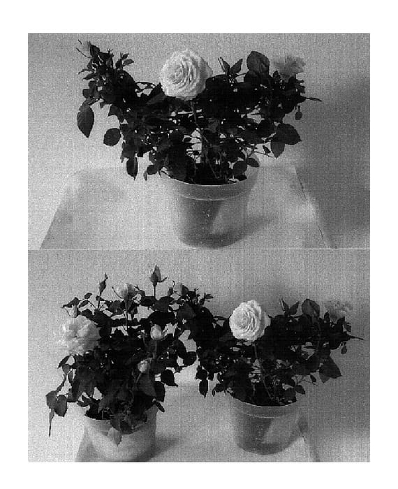 Figure 1 of US plant patent PP17866, the photograph of Evera 108 printed in the patent.