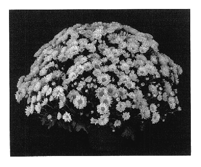 Figure 1 of US plant patent PP17867, the photograph of Yonancy printed in the patent.
