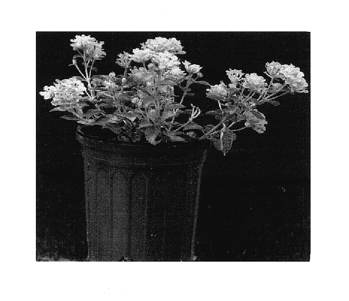 Figure 1 of US plant patent PP17868, the photograph of LAX 600 printed in the patent.
