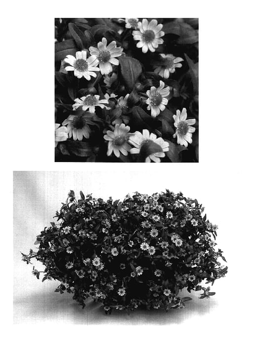 Figure 1 of US plant patent PP17869, the photograph of Starbini printed in the patent.