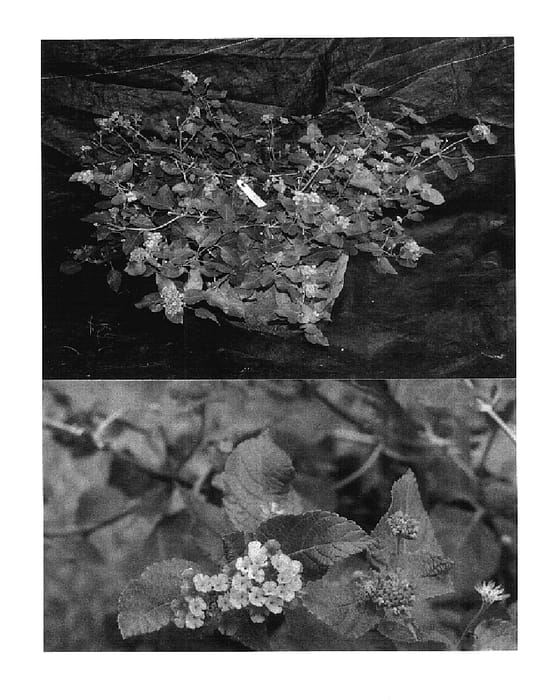 Figure 1 of US plant patent PP17870, the photograph of Praise Hymn printed in the patent.