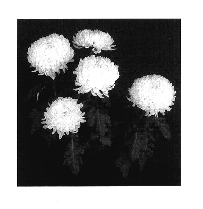 Figure 1 of US plant patent PP17871, the photograph of Yosnowmass printed in the patent.