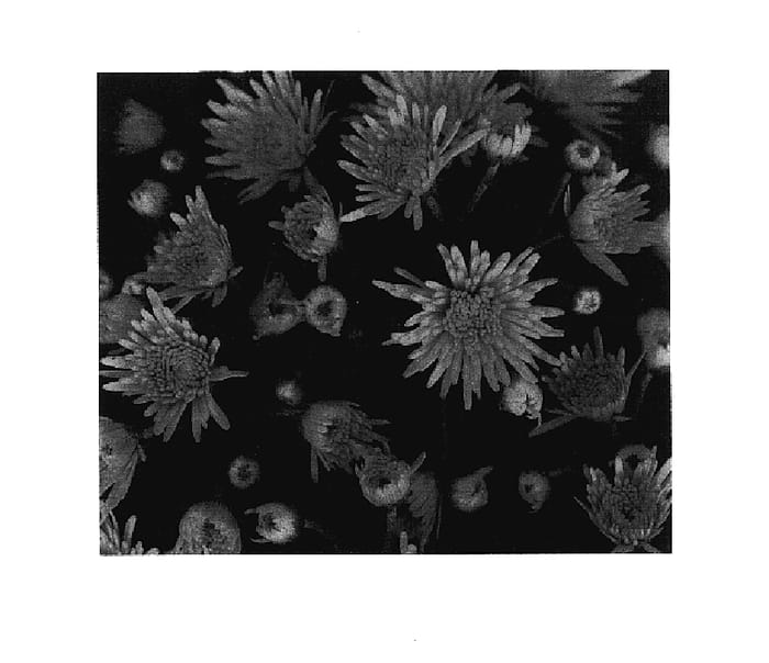 Figure 2 of US plant patent PP17872, the photograph of Gentle Yoalberta printed in the patent.