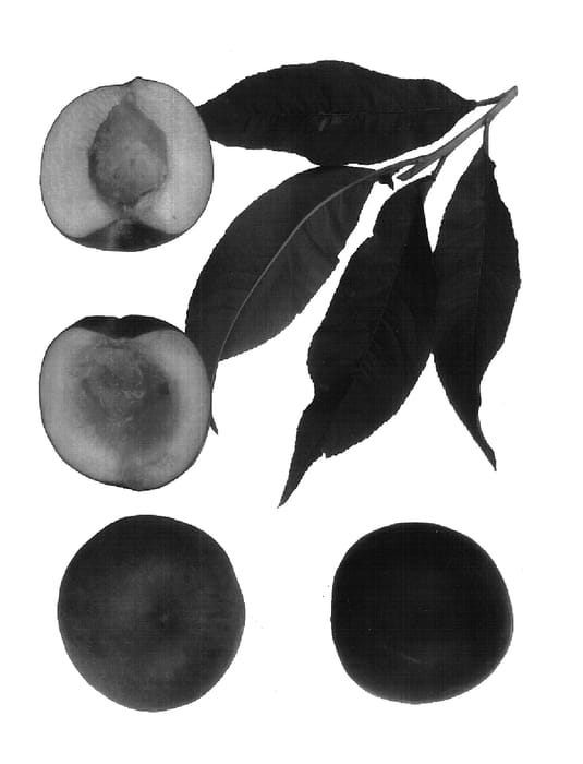 Figure 1 of US plant patent PP17874, the photograph of Super Zee printed in the patent.