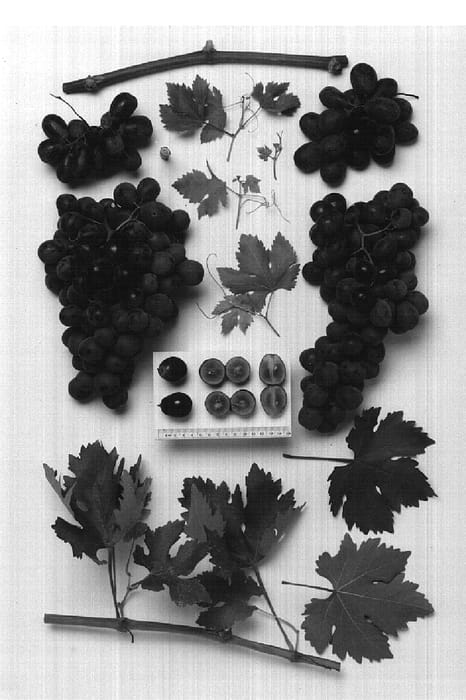 Figure 1 of US plant patent PP17875, the photograph of Black Globe printed in the patent.