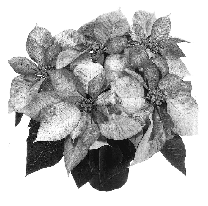Figure 1 of US plant patent PP17876, the photograph of Duepremmiro printed in the patent.