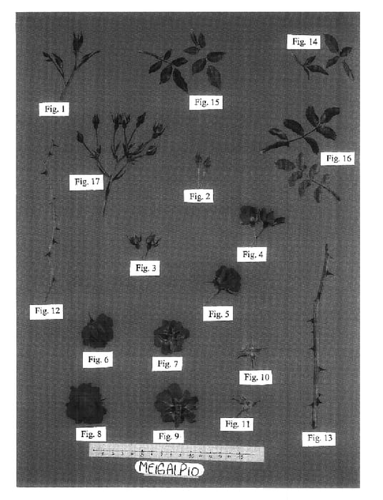 Figure 1 of US plant patent PP17877, the photograph of Meigalpio printed in the patent.