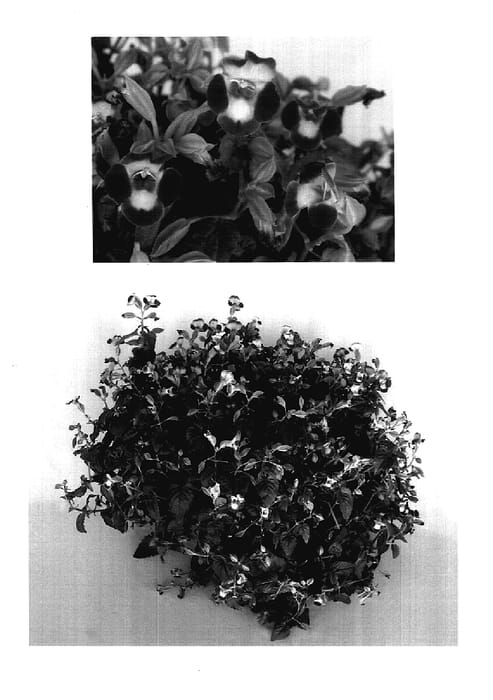 Figure 1 of US plant patent PP17878, the photograph of Dancat911 printed in the patent.