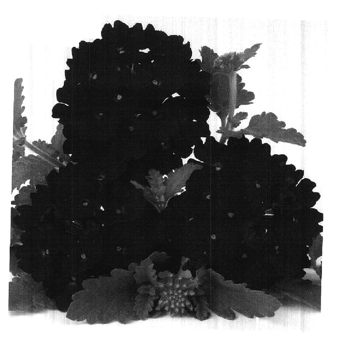 Figure 1 of US plant patent PP17879, the photograph of Duefarvio printed in the patent.