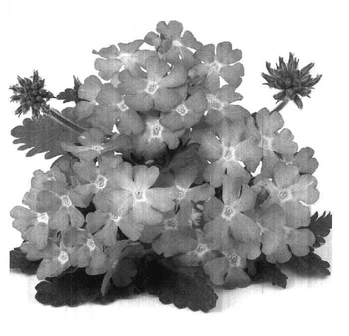 Figure 1 of US plant patent PP17880, the photograph of Duefarsopi printed in the patent.