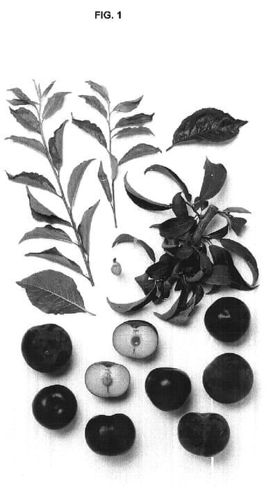 Figure 1 of US plant patent PP17881, the photograph of Black Delight printed in the patent.