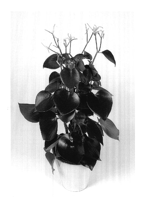 Figure 1 of US plant patent PP17882, the photograph of Dapep2106 printed in the patent.
