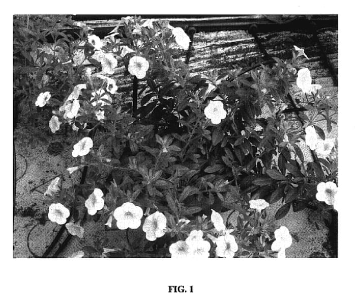 Figure 1 of US plant patent PP17883, the photograph of Cal Depyel printed in the patent.