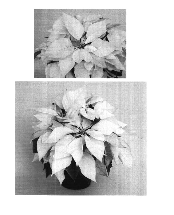Figure 1 of US plant patent PP17884, the photograph of PER101 printed in the patent.