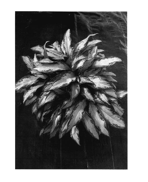 Figure 1 of US plant patent PP17885, the photograph of Decora printed in the patent.