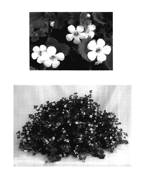 Figure 1 of US plant patent PP17886, the photograph of Danova906 printed in the patent.