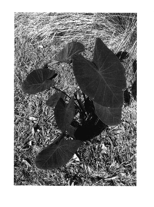 Figure 1 of US plant patent PP17887, the photograph of Midnight printed in the patent.