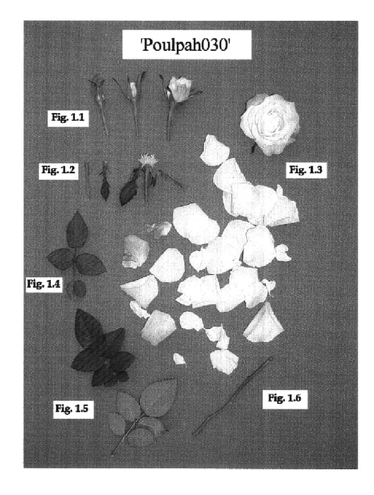 Figure 1 of US plant patent PP17888, the photograph of Poulpah030 printed in the patent.