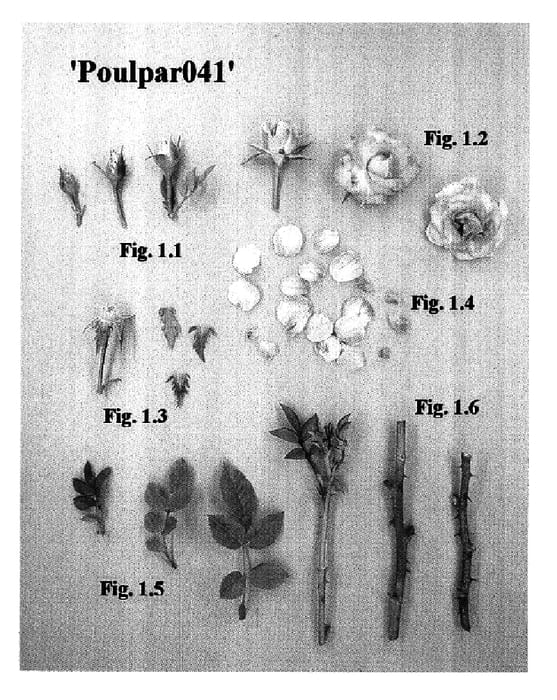 Figure 1 of US plant patent PP17889, the photograph of Poulpar041 printed in the patent.