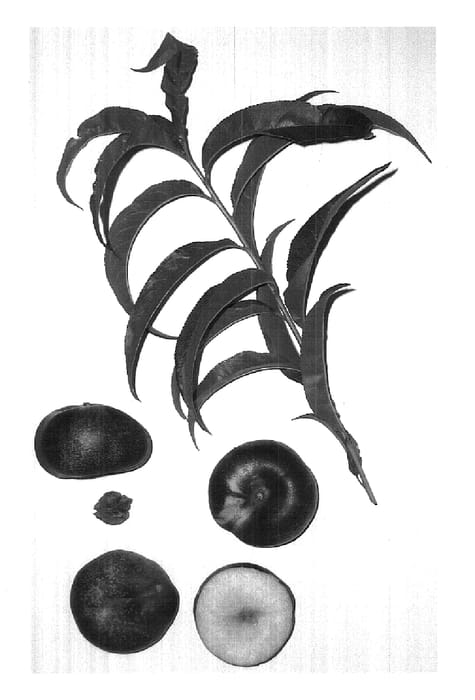 Figure 1 of US plant patent PP17890, the photograph of Burnectwentythree printed in the patent.
