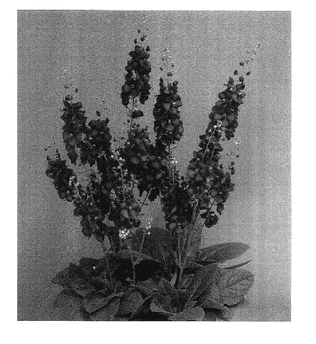 Figure 1 of US plant patent PP17891, the photograph of Royalty printed in the patent.