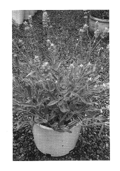 Figure 1 of US plant patent PP17892, the photograph of Grace Leigh printed in the patent.