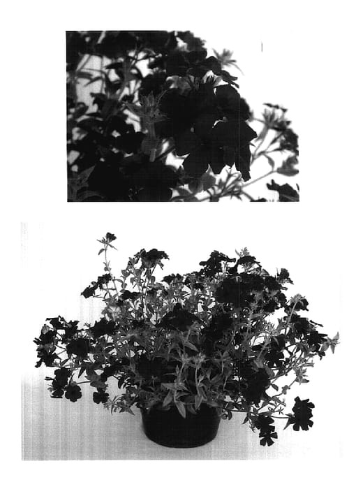 Figure 1 of US plant patent PP17893, the photograph of USPHLO419 printed in the patent.