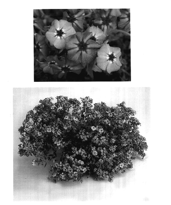 Figure 1 of US plant patent PP17894, the photograph of USPHLO322 printed in the patent.