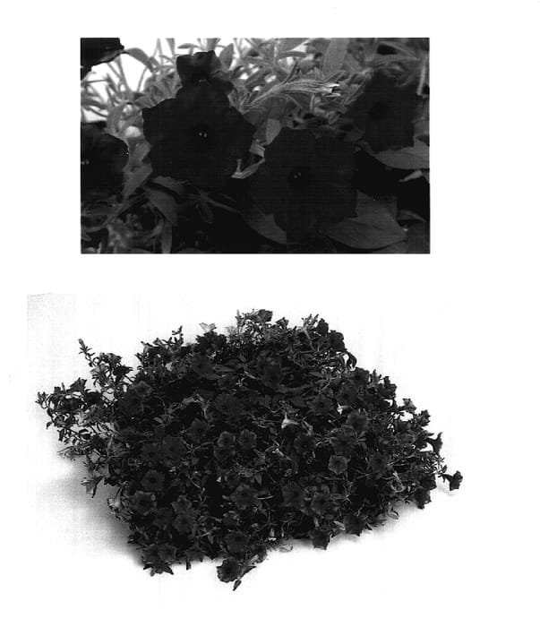 Figure 1 of US plant patent PP17895, the photograph of USTUNI8902 printed in the patent.