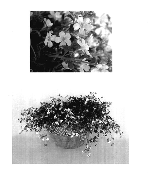 Figure 1 of US plant patent PP17896, the photograph of Danova900 printed in the patent.