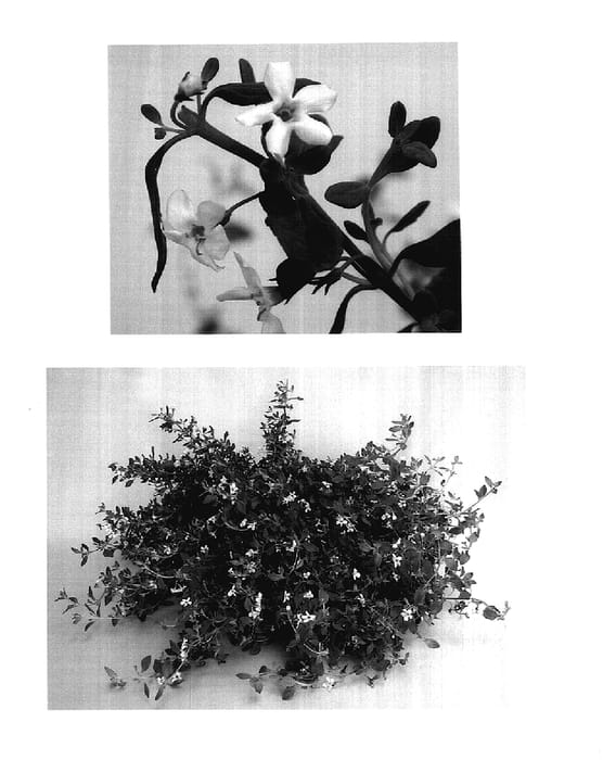 Figure 1 of US plant patent PP17897, the photograph of Bushy White printed in the patent.