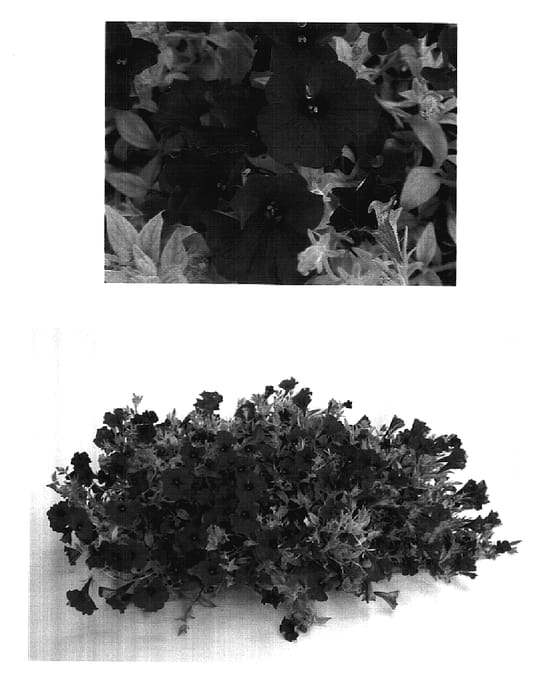 Figure 1 of US plant patent PP17898, the photograph of USTUNI6504 printed in the patent.