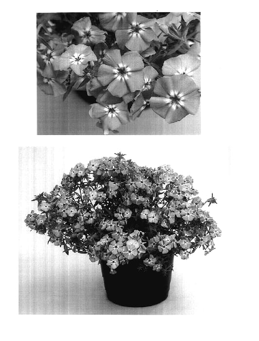 Figure 1 of US plant patent PP17899, the photograph of USPHL304 printed in the patent.