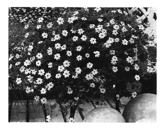 Figure 1 of US plant patent PP17900, the photograph of Sumbid 03 printed in the patent.