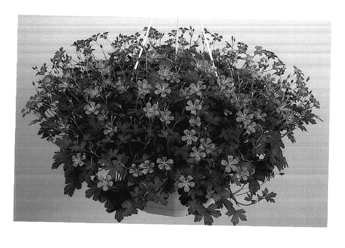 Figure 1 of US plant patent PP17901, the photograph of Luscious Linda printed in the patent.