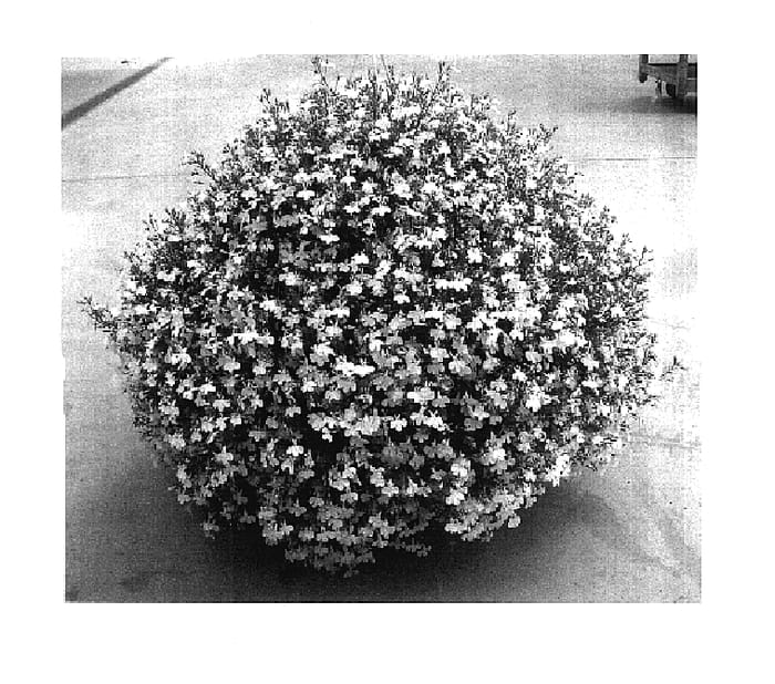Figure 1 of US plant patent PP17902, the photograph of Grülo 02 printed in the patent.