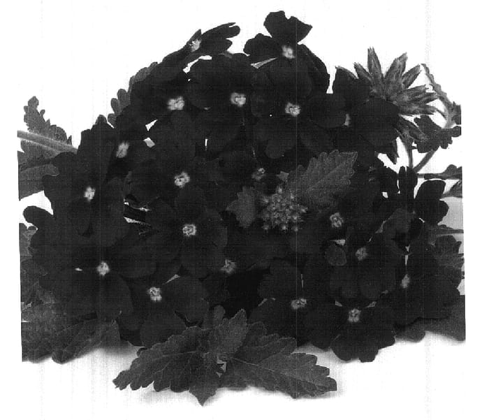 Figure 1 of US plant patent PP17903, the photograph of Duefarpur printed in the patent.