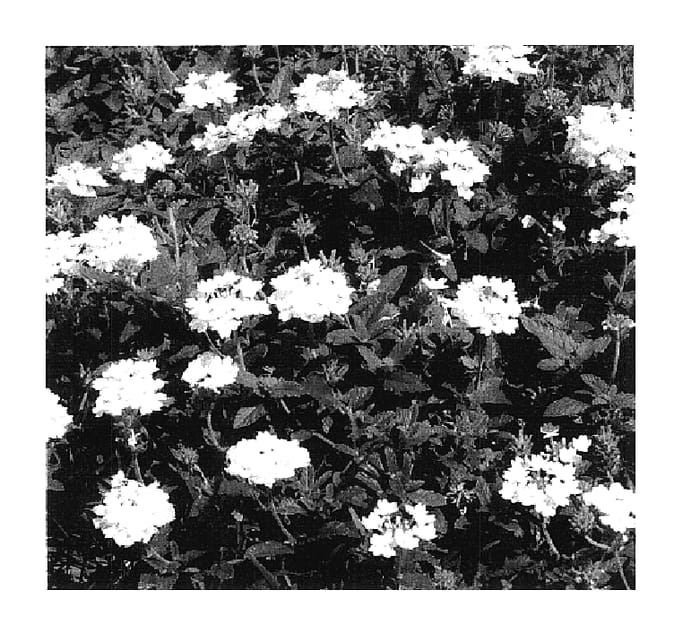 Figure 1 of US plant patent PP17904, the photograph of KLEVE04340 printed in the patent.