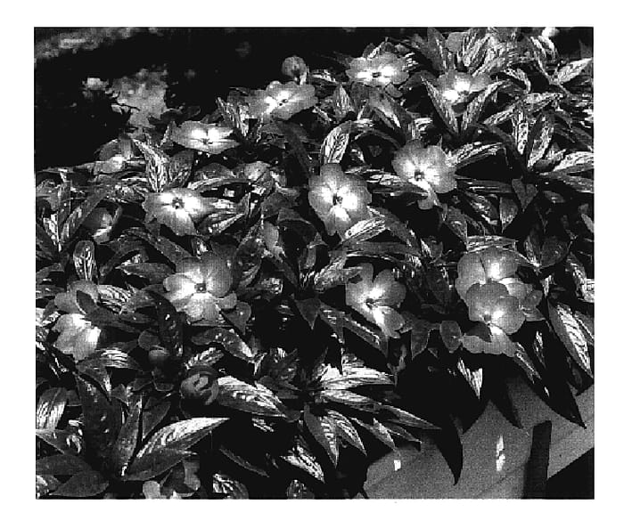 Figure 1 of US plant patent PP17905, the photograph of KLEI04077 printed in the patent.