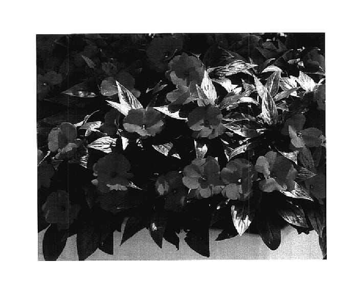 Figure 1 of US plant patent PP17906, the photograph of KLEI04075 printed in the patent.