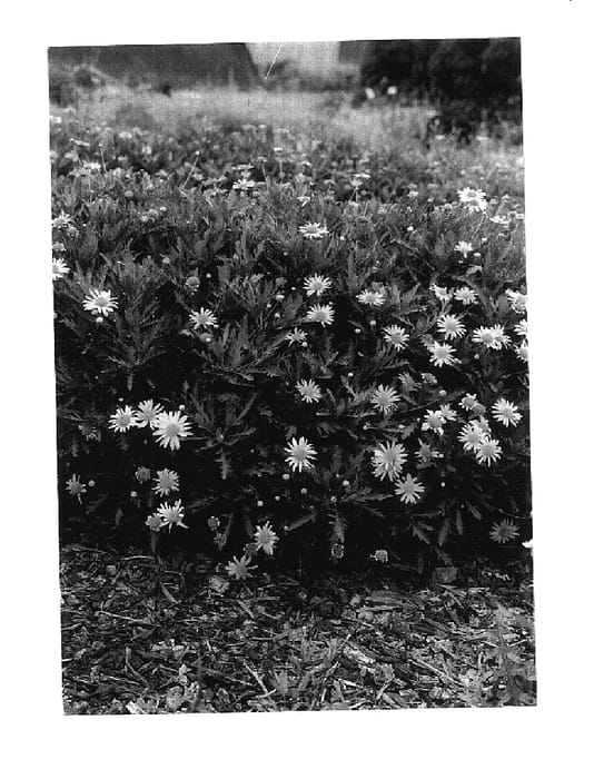 Figure 1 of US plant patent PP17907, the photograph of ATN CS5 printed in the patent.