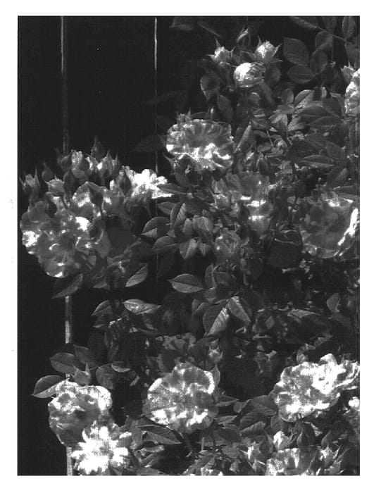 Figure 1 of US plant patent PP17908, the photograph of SPRolife printed in the patent.