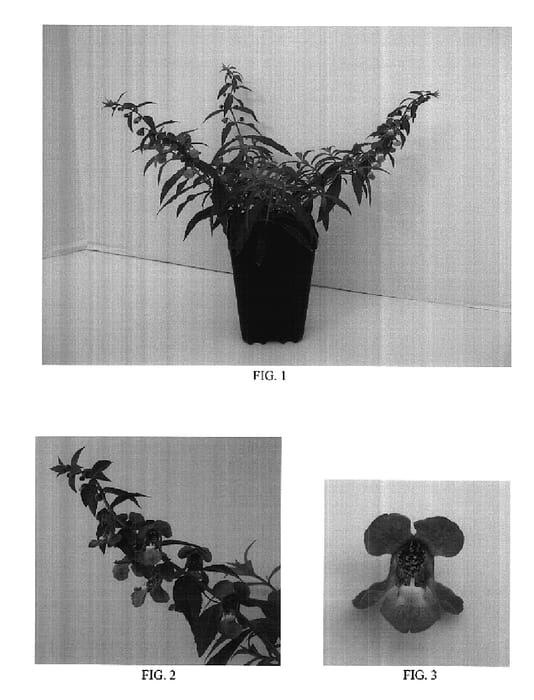 Figure 1 of US plant patent PP17909, the photograph of Balanglader printed in the patent.