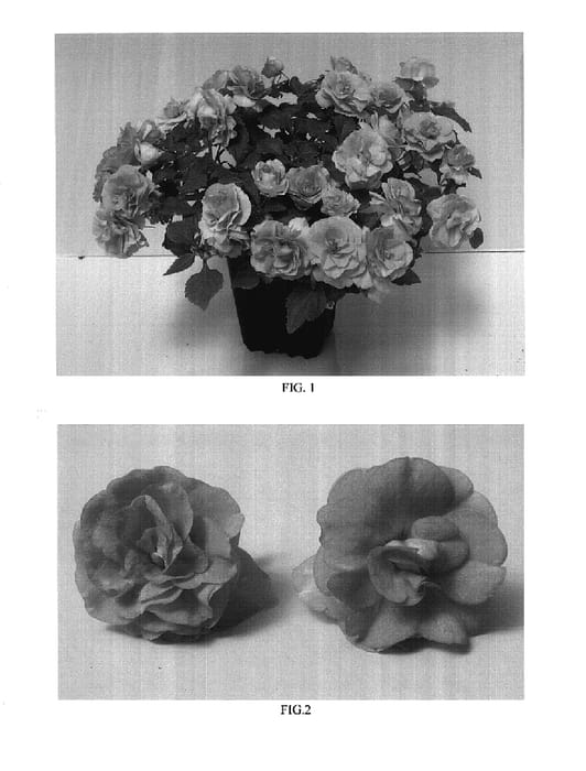 Figure 1 of US plant patent PP17910, the photograph of Balolepeac printed in the patent.