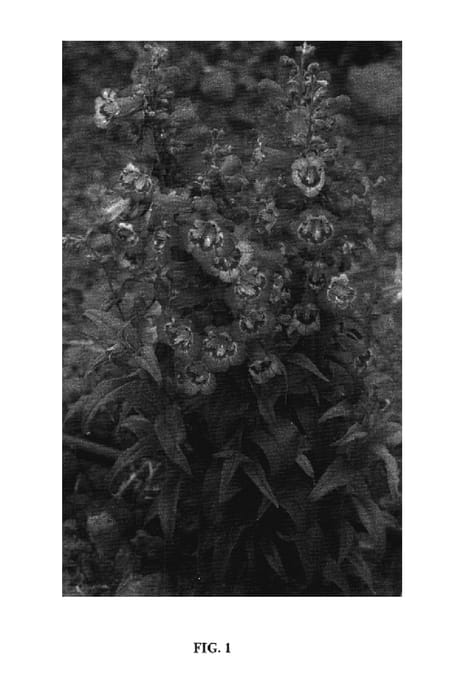 Figure 1 of US plant patent PP17912, the photograph of Pheni Pinka printed in the patent.