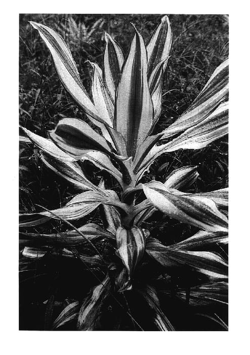 Figure 1 of US plant patent PP17913, the photograph of Sol printed in the patent.