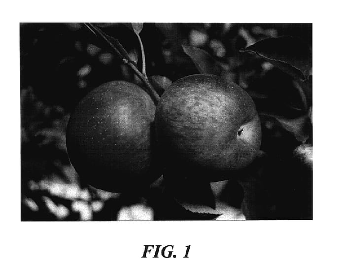 Figure 1 of US plant patent PP17914, the photograph of CABp Fuji printed in the patent.