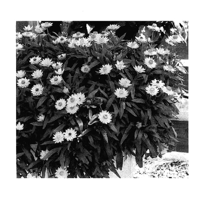 Figure 1 of US plant patent PP17915, the photograph of KLEBA04076 printed in the patent.